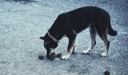 视频爆料狗狗吃屎怎么办,狗狗吃屎行为解析及纠正方法